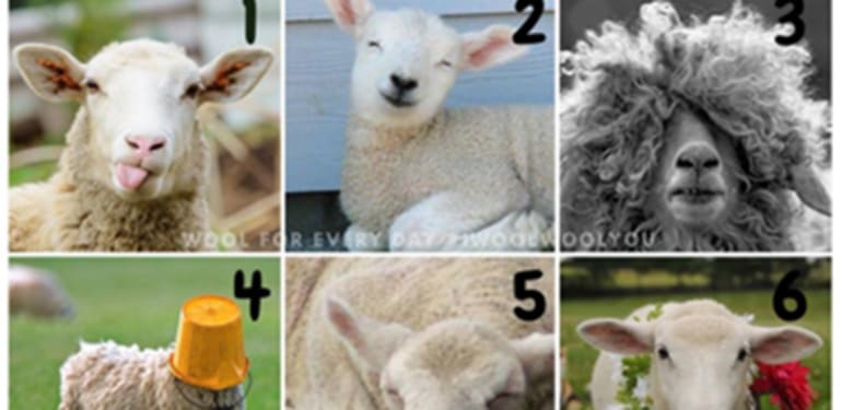 meerdere-schapen-collage.png